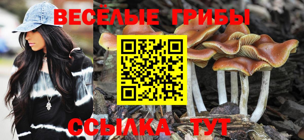 Брянск  Псилоцибиновые грибы прущие грибы  Вход с VPN 